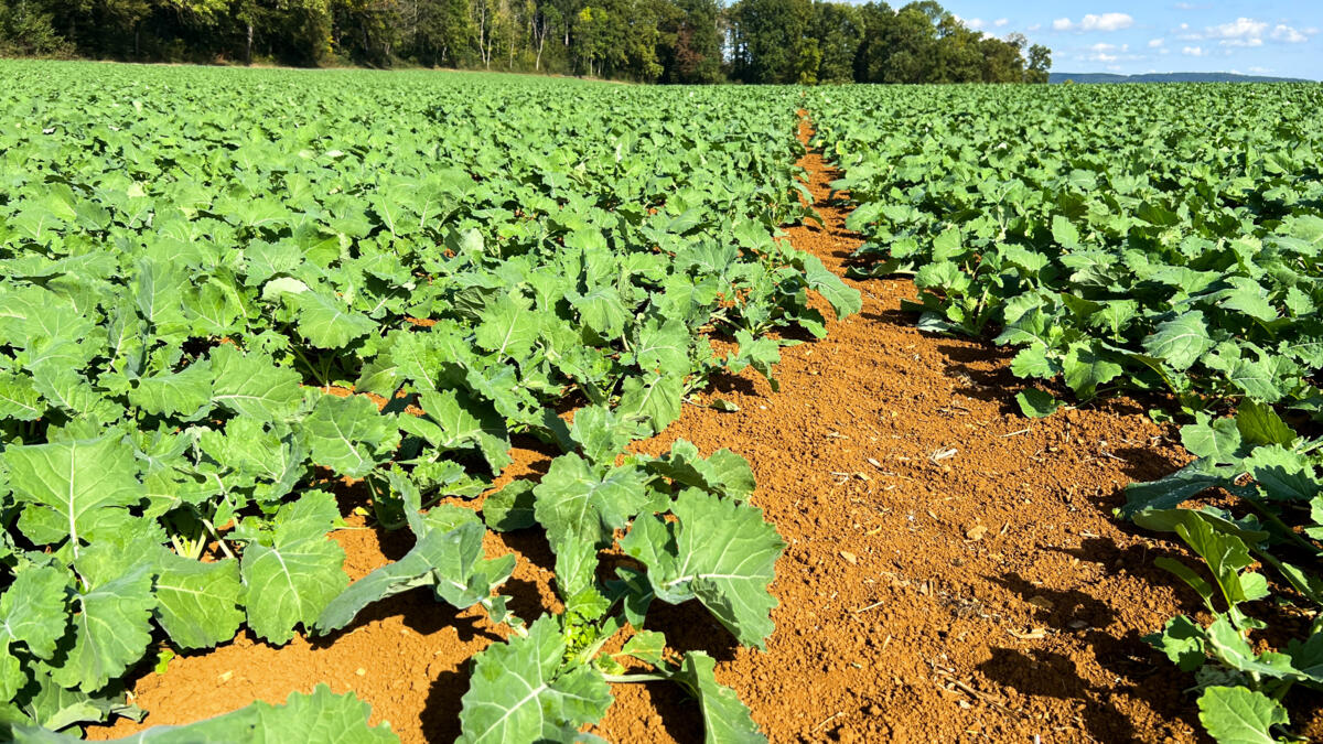 Préparer le colza pour l’hiver