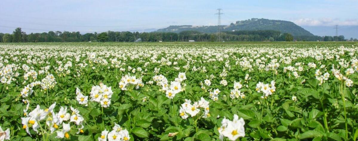 Kartoffeln abbrennen - So gehts vor der Ernte