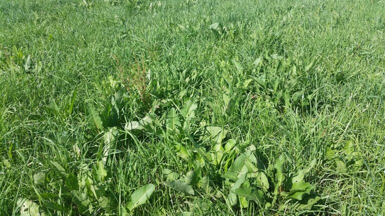 Phyto News 202210 Image