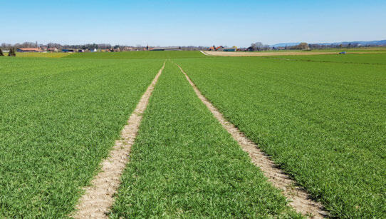 Seit 10 Jahren das erste neue Getreideherbizid