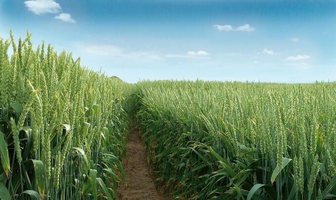 Fongicides et régulateurs de croissance pour vos céréales