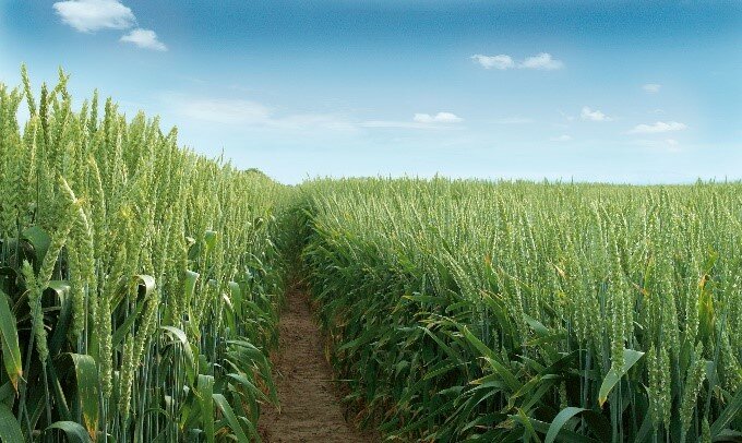 PhytoNews Französisch_April