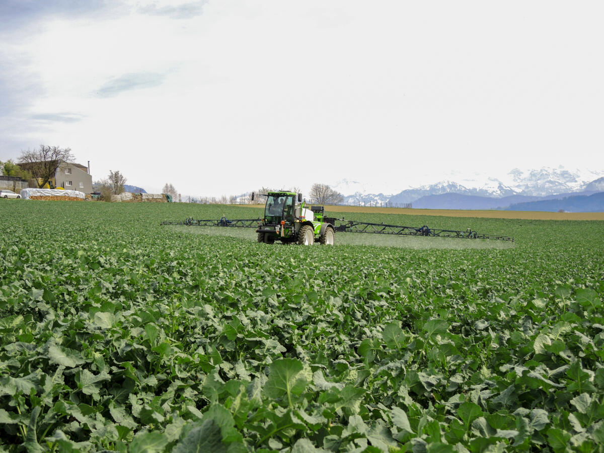 Colza au printemps Le plus tôt sera le mieux