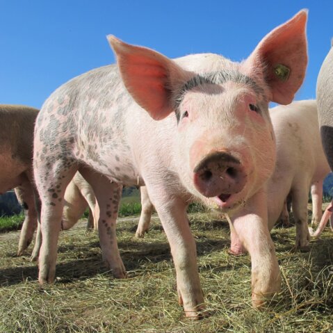 pig-214349