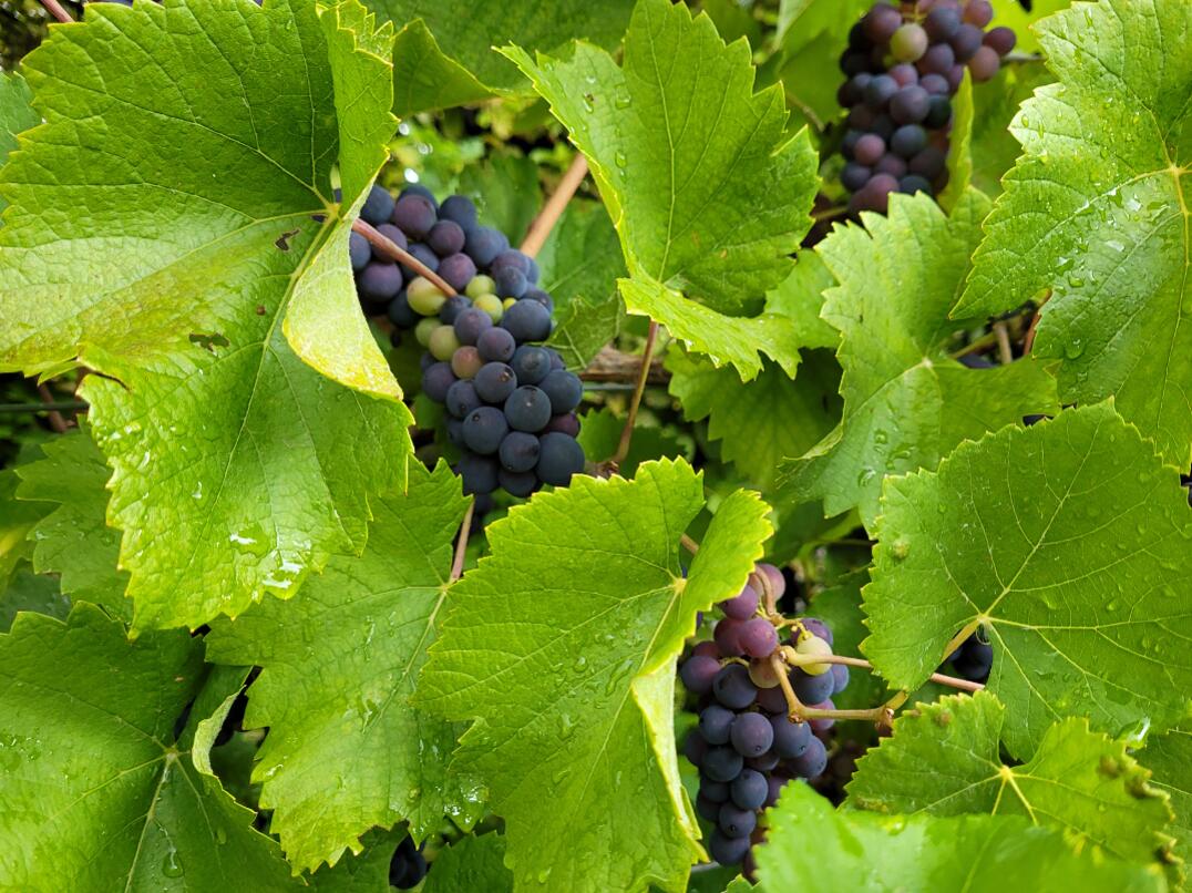 Auch im Weinbau liegt ein starker Fokus auf alternativem Pflanzenschutz