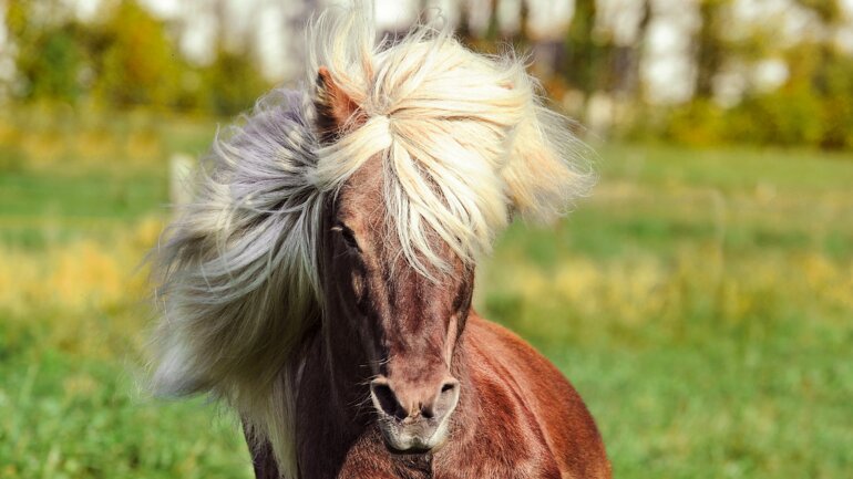 pixabay_horse-1330696_v01_16_9