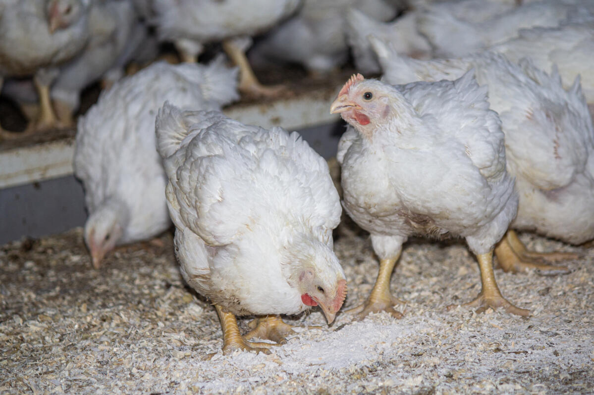 Produzentinnen und Produzenten für Poulets sind gesucht. 