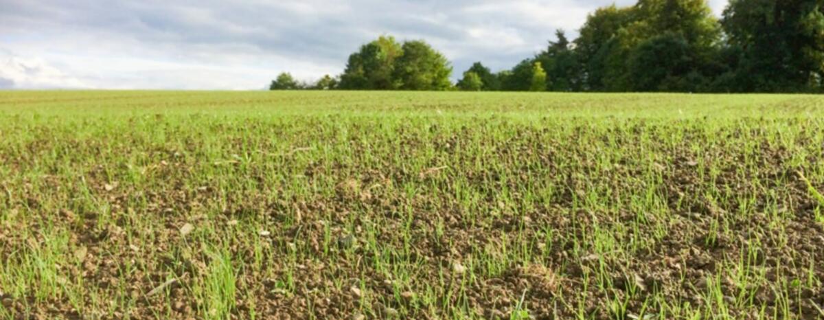 Des prairies sollicitées - Les étés secs mettent à mal la couche herbeuse