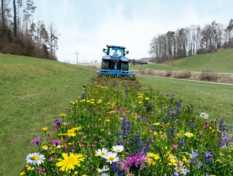 Q2_Blumenwiese_jonathan burri