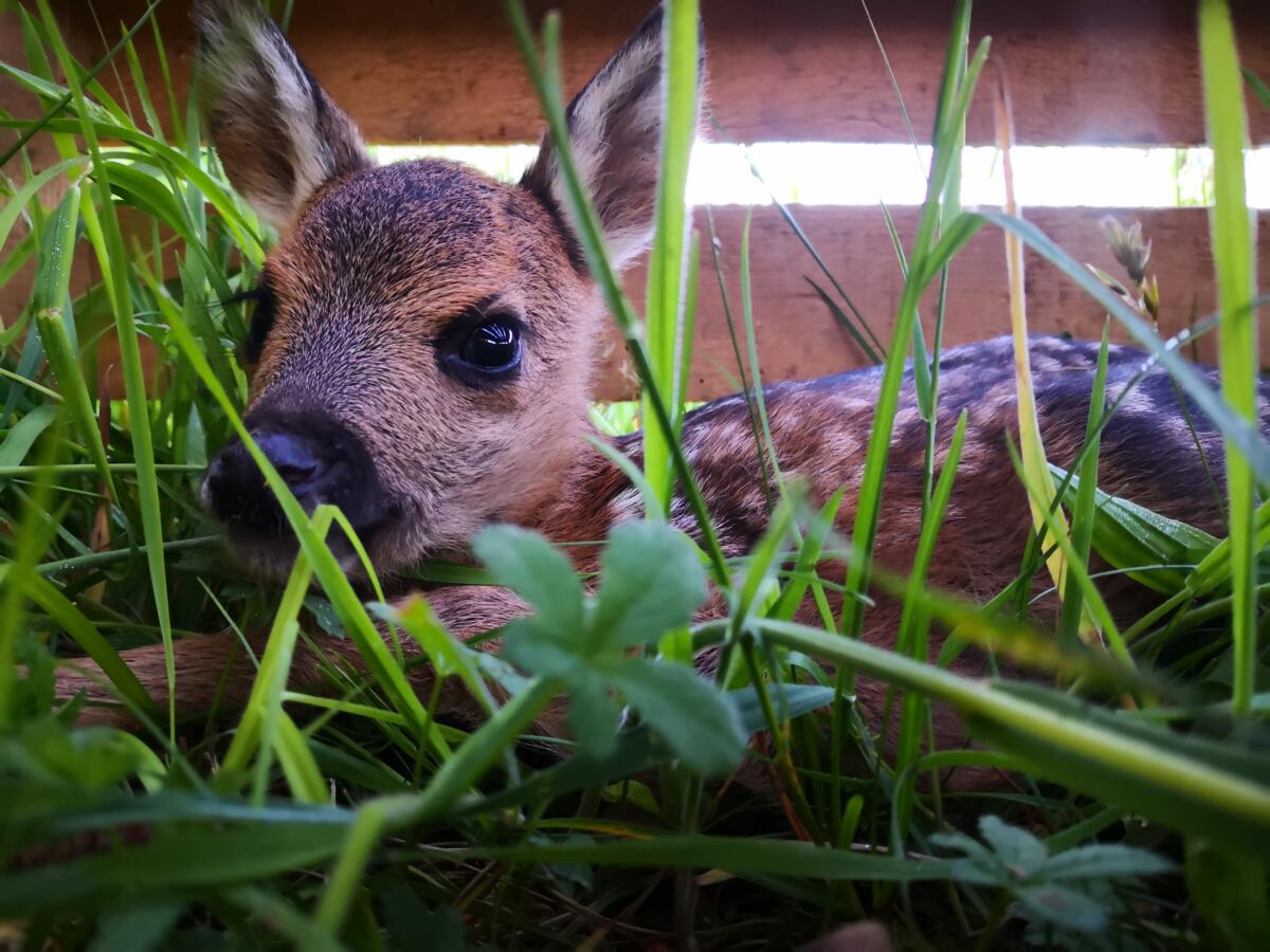 Dank Rehkitzrettung bleiben Futter und Gewissen rein