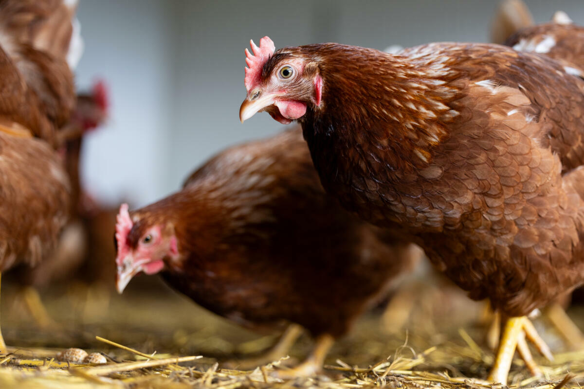 Que faire en cas de suspicion de salmonelles ?