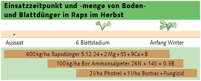 Raps Herbstdüngung sichert Ertrag