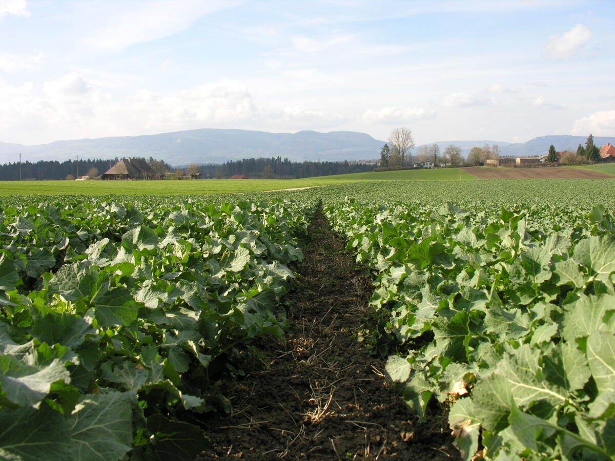 Raps im Schossen Thunstetten