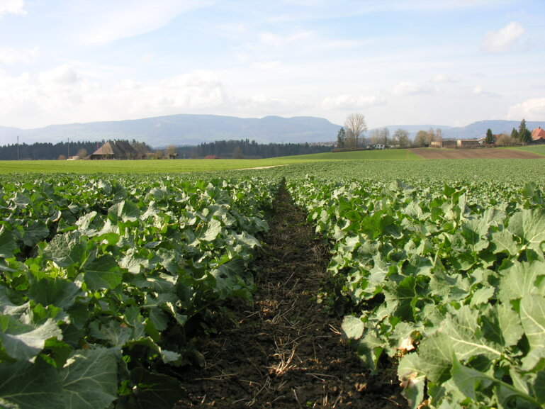 Raps im Schossen Thunstetten