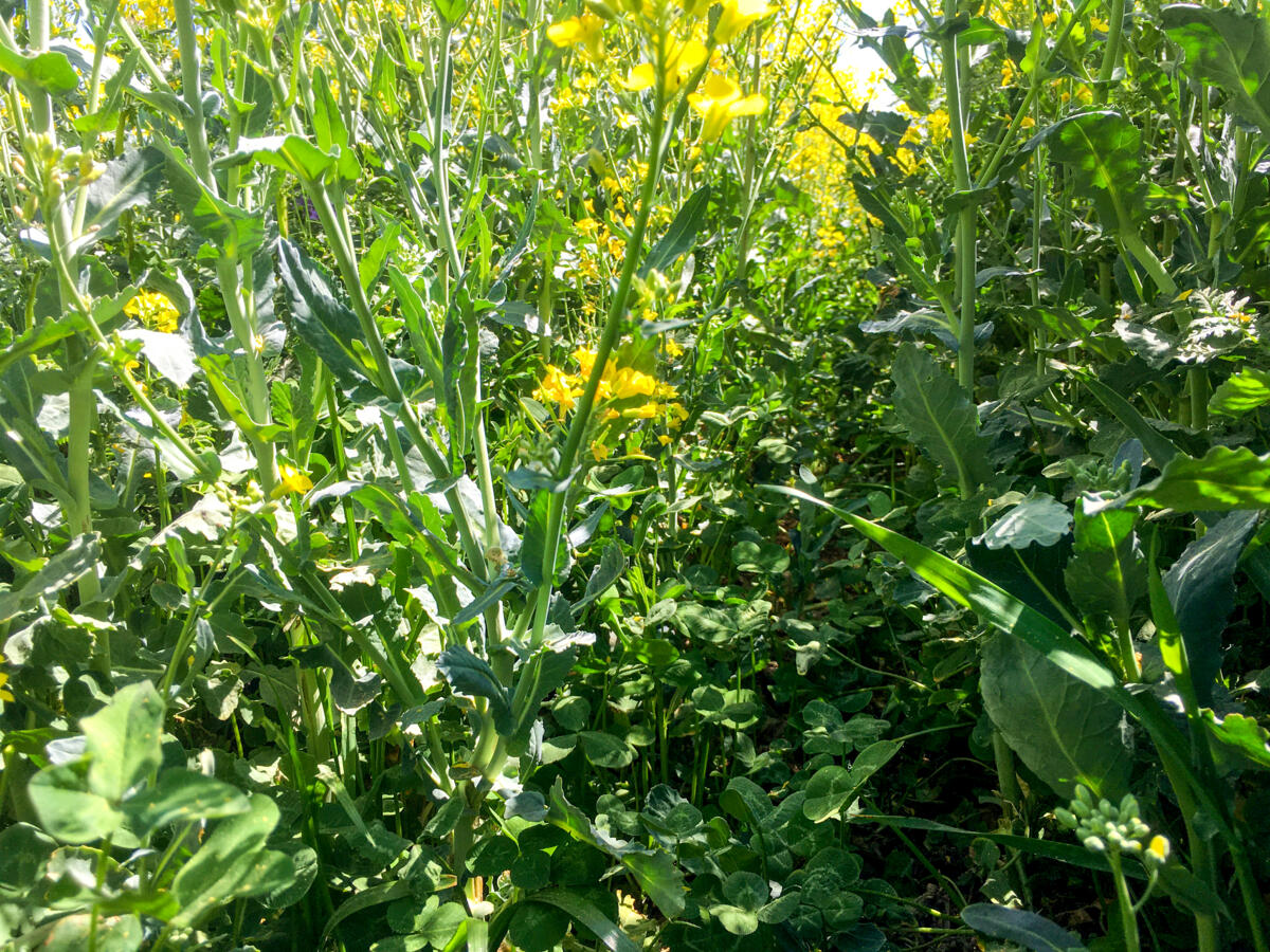 Les sous-semis dans la culture du colza comme alternative aux herbicides ne suppriment pas seulement les adventices : les légumineuses fixentdes quantit...