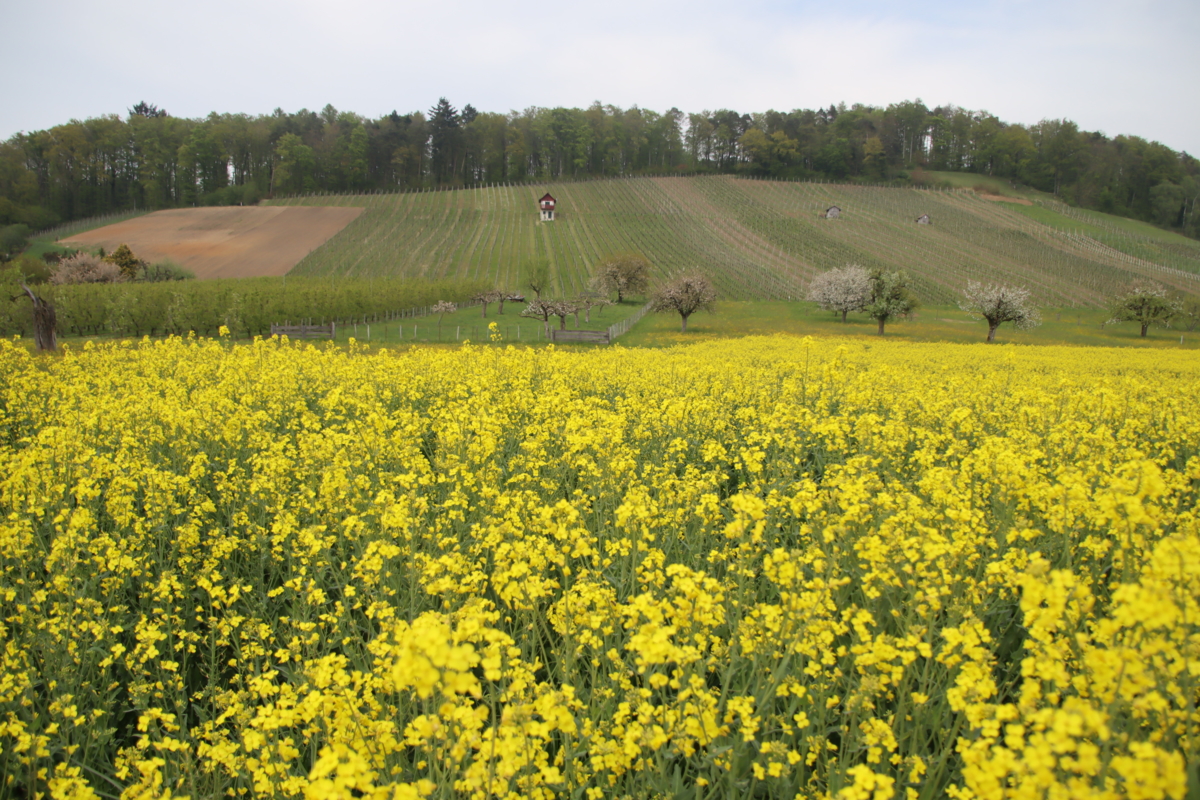 Rapsfelder blühen in der ganzen Schweiz um die Wette