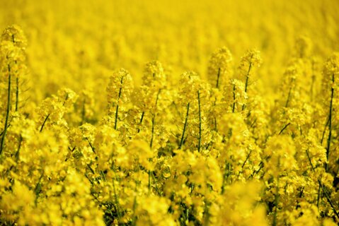 Raps_Saatgutmeldung_pixabay_F