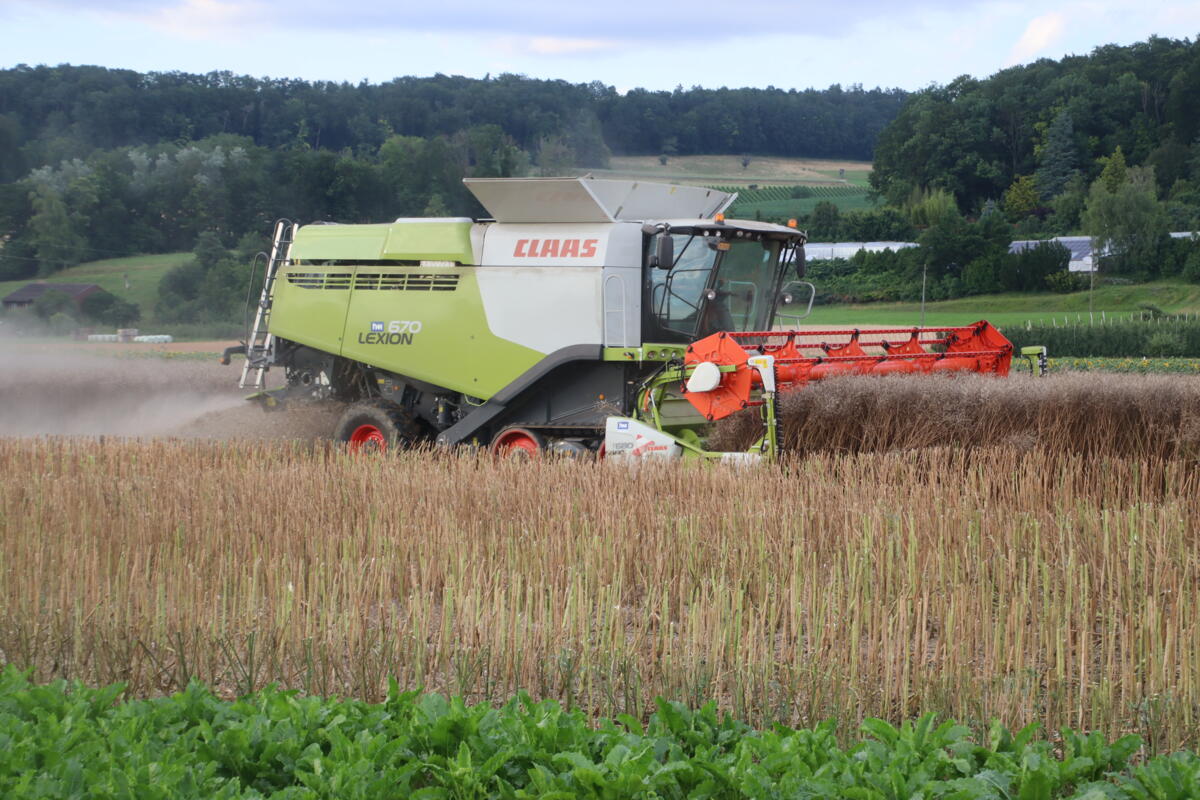 Start in die Rapsernte 2024