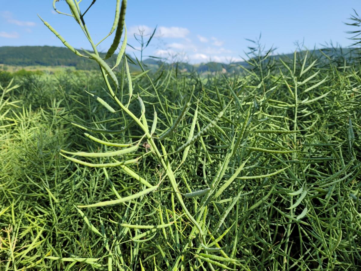 La demande de colza indigène demeure soutenue, ce que reflètent également les bons prix.