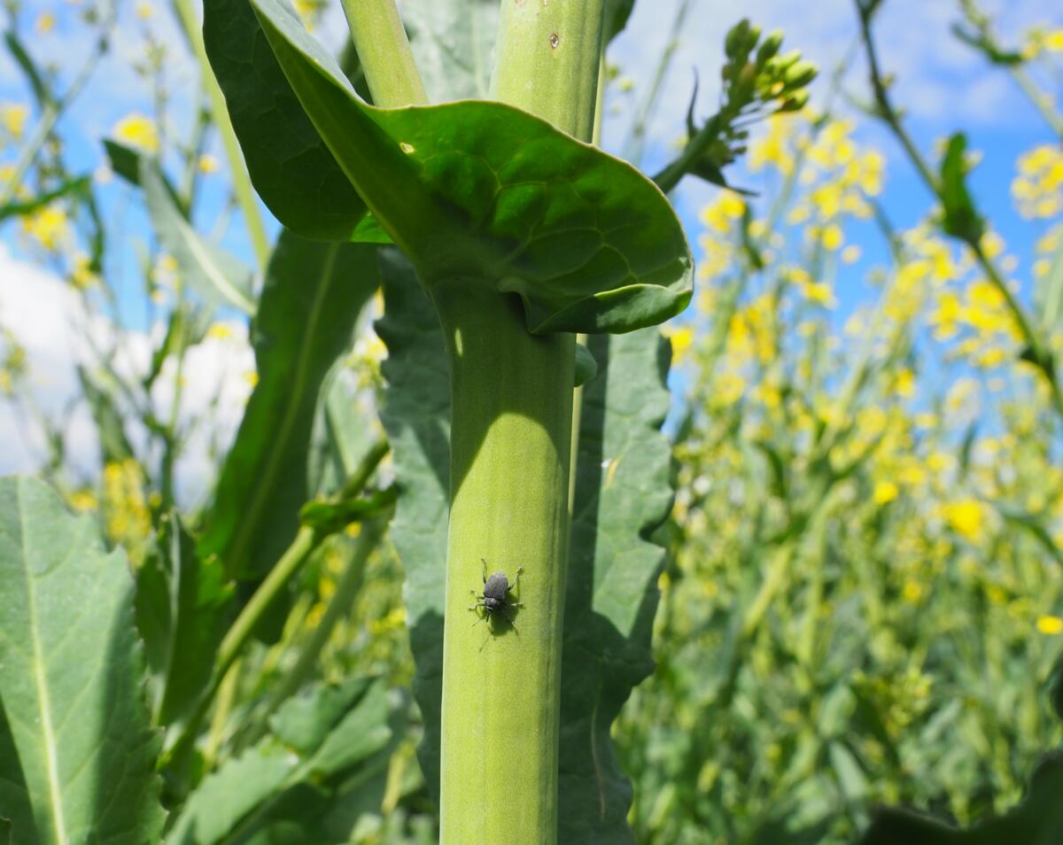 Der Rapsstängelrüssler ist für die Eiablage-Einstiche am Ende des Winters verantwortlich. Dies verursacht Symptome wie Risse und Verdrehungen am Stängel...