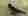 alt_text