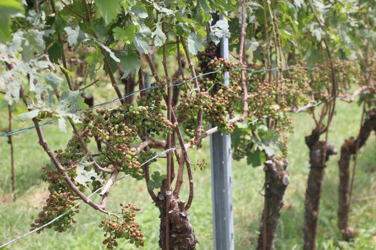 Der Hagel sorgte vor allem am 2. August im unteren Klettgau für einen Gesamtschaden von rund 1,4 Mio. Franken