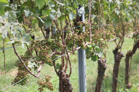 Reben Hagelschlag Gächlingen 02.08.2024