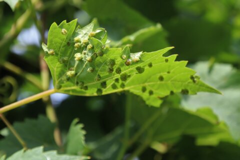Reblaus_Blatt_RoMü