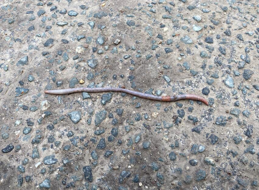 Regenwürmer haben kein komplexes Gehirn oder Sinnesorgane wie Augen, Ohren oder eine Nase, dennoch nehmen sie Reifenabrieb im Boden wahr.