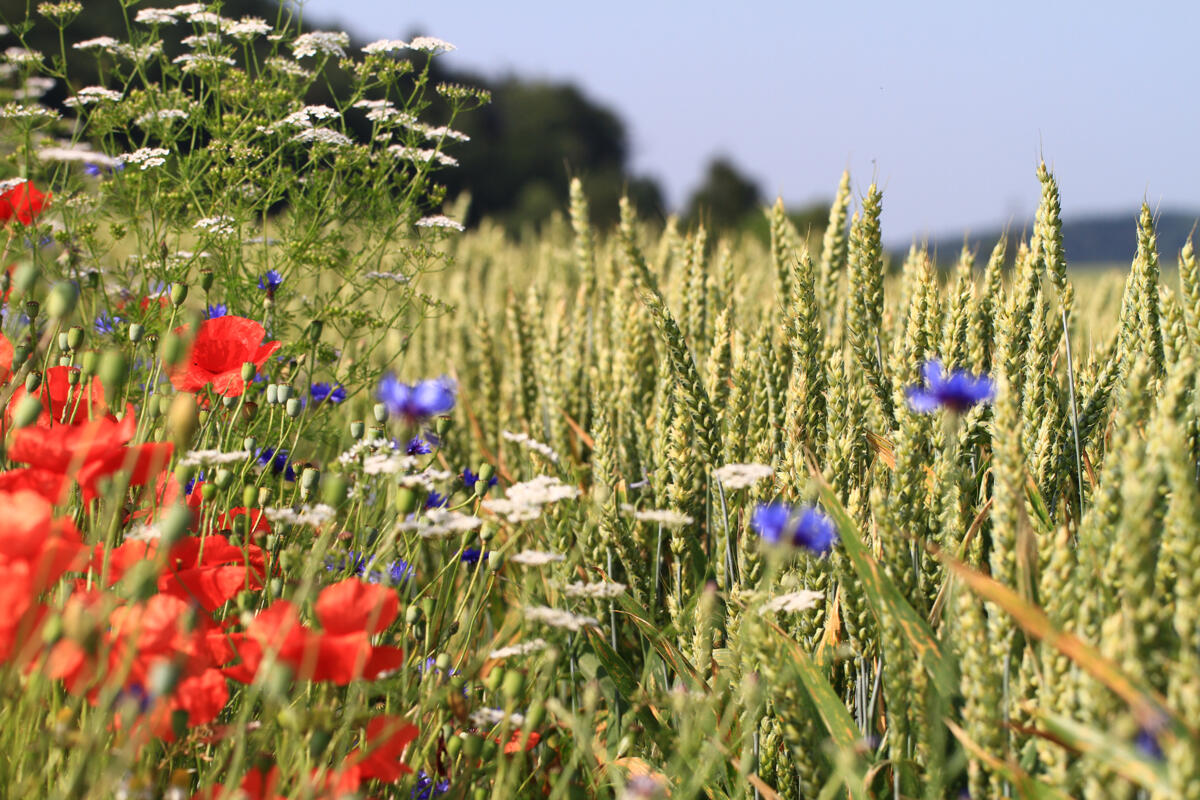 Blühstreifen helfen Nützlingen und fördern das Image der Landwirtschaft