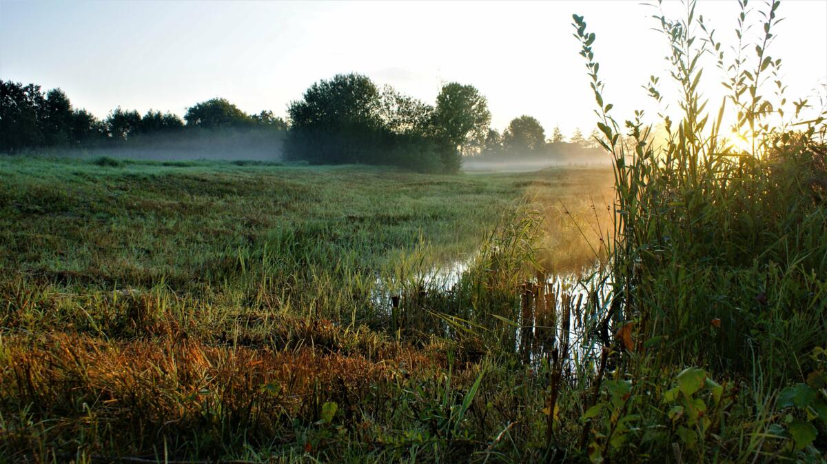 Selon le FiBL, les surfaces humides et réhumidifiées retiennent l’eau et favorisent la biodiversité.