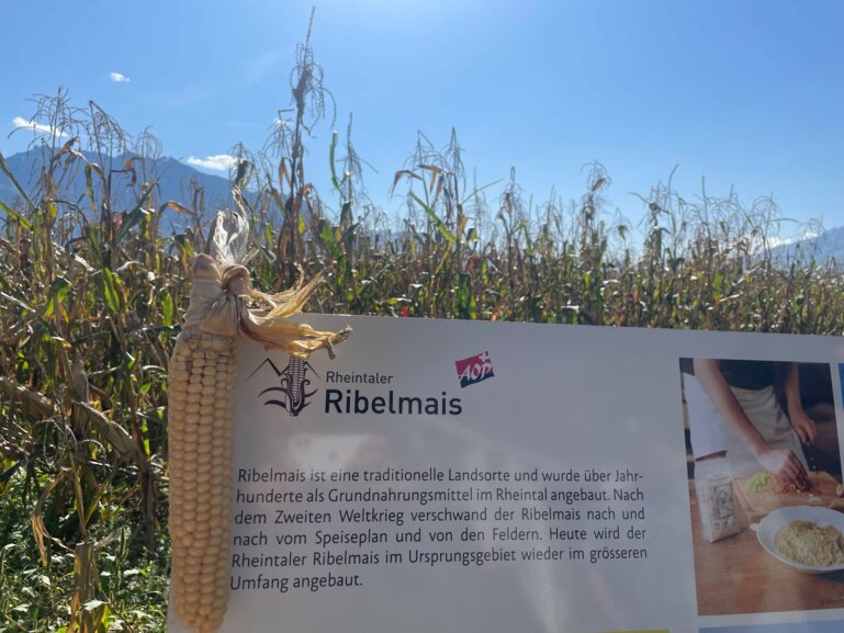 ribelmais_dr_hubert sprich