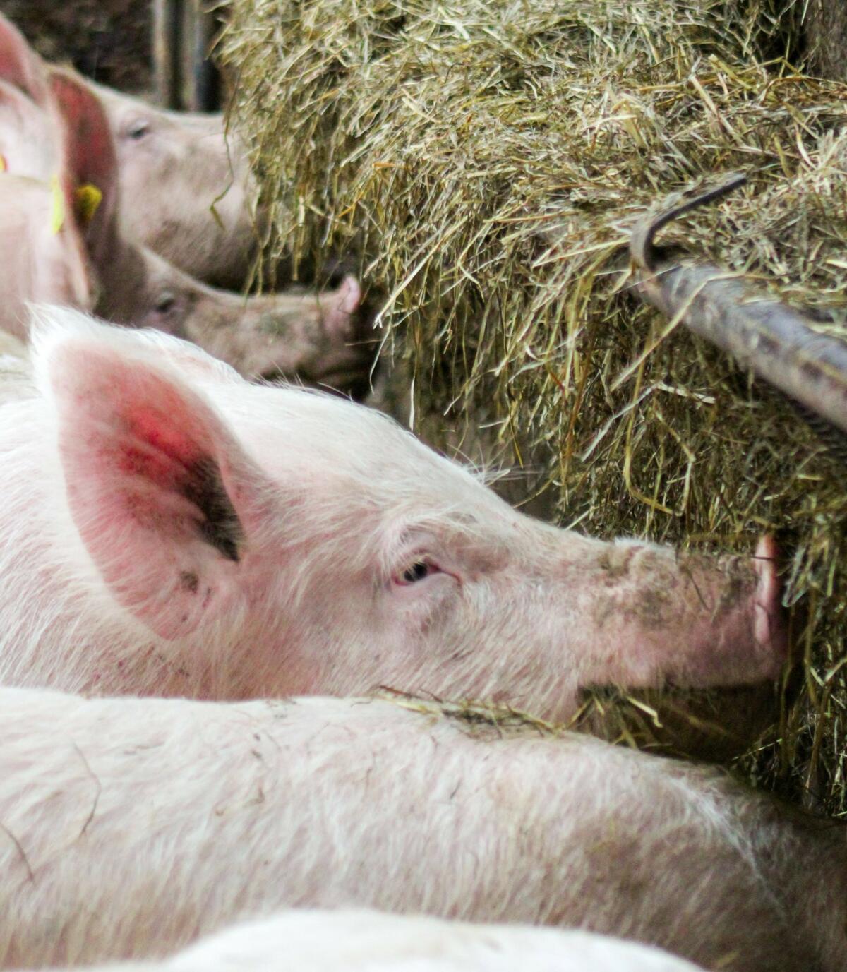 Un râtelier contenant du foin ou de la paille convient bien pour occuper les porcs.