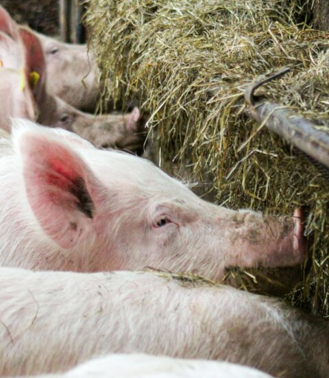 Rohfaser Schweine