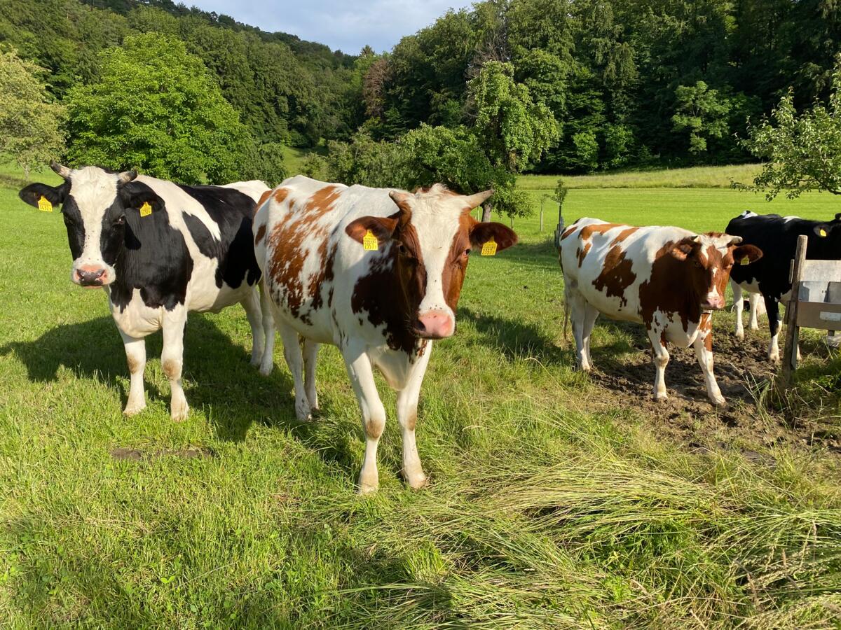 Ist da der Wurm drin? Der Grosse Leberegel beim Rind