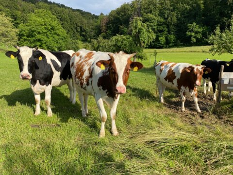 rot_schwarz_Aufzucht_Horn (11)