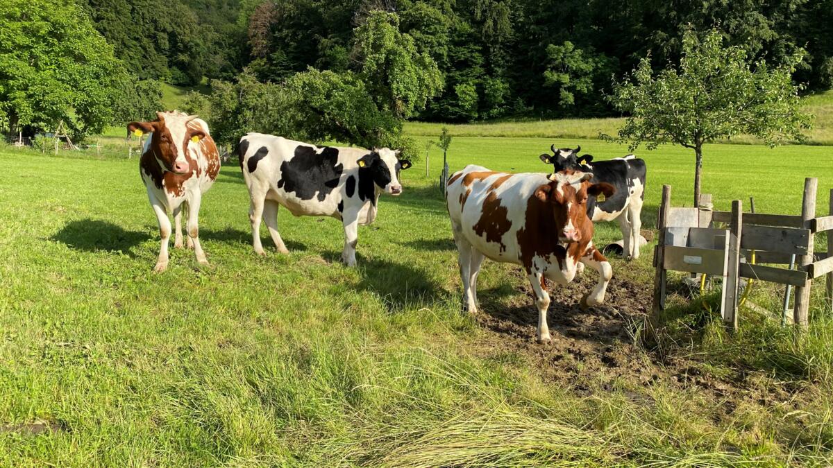 Prévention de l’abattage de vaches en gestation