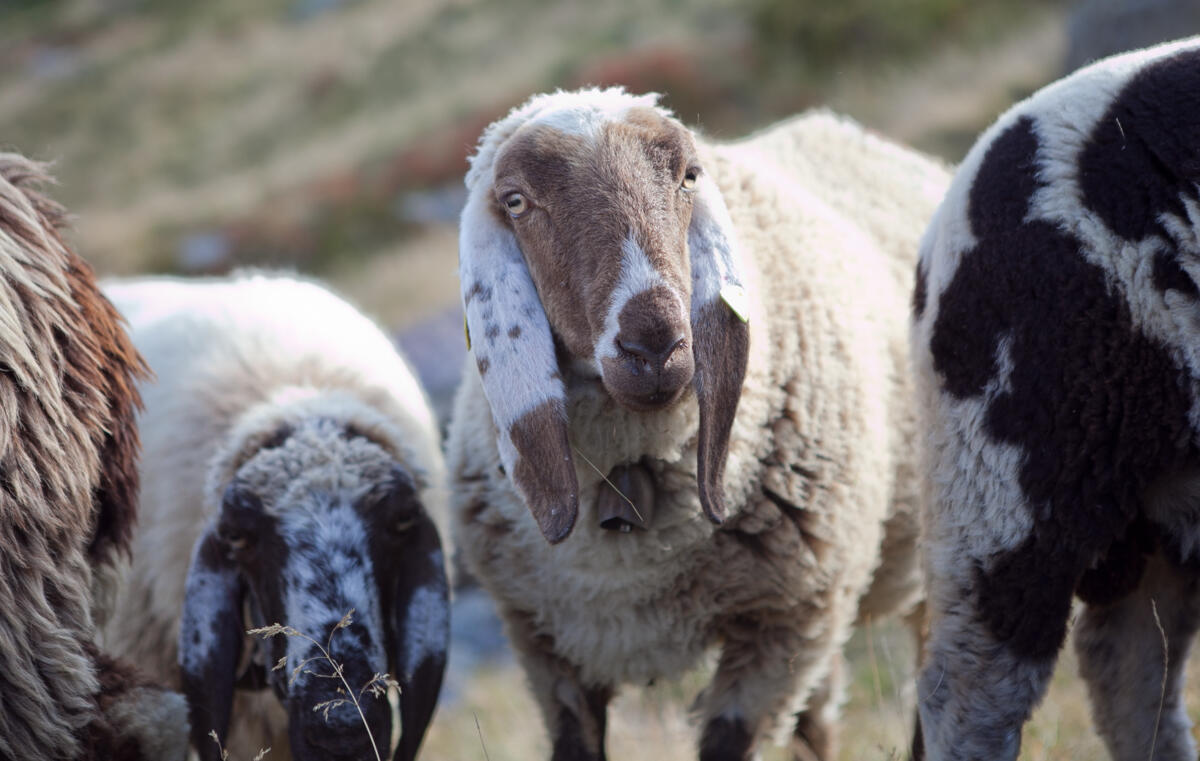 Die Saaser Mutte ist eine Walliser Schafrasse, die aus einem eigenständigen Schlag der Bergamaskerschafe hervorgegangen ist. Es sind grosse, unbehornte...
