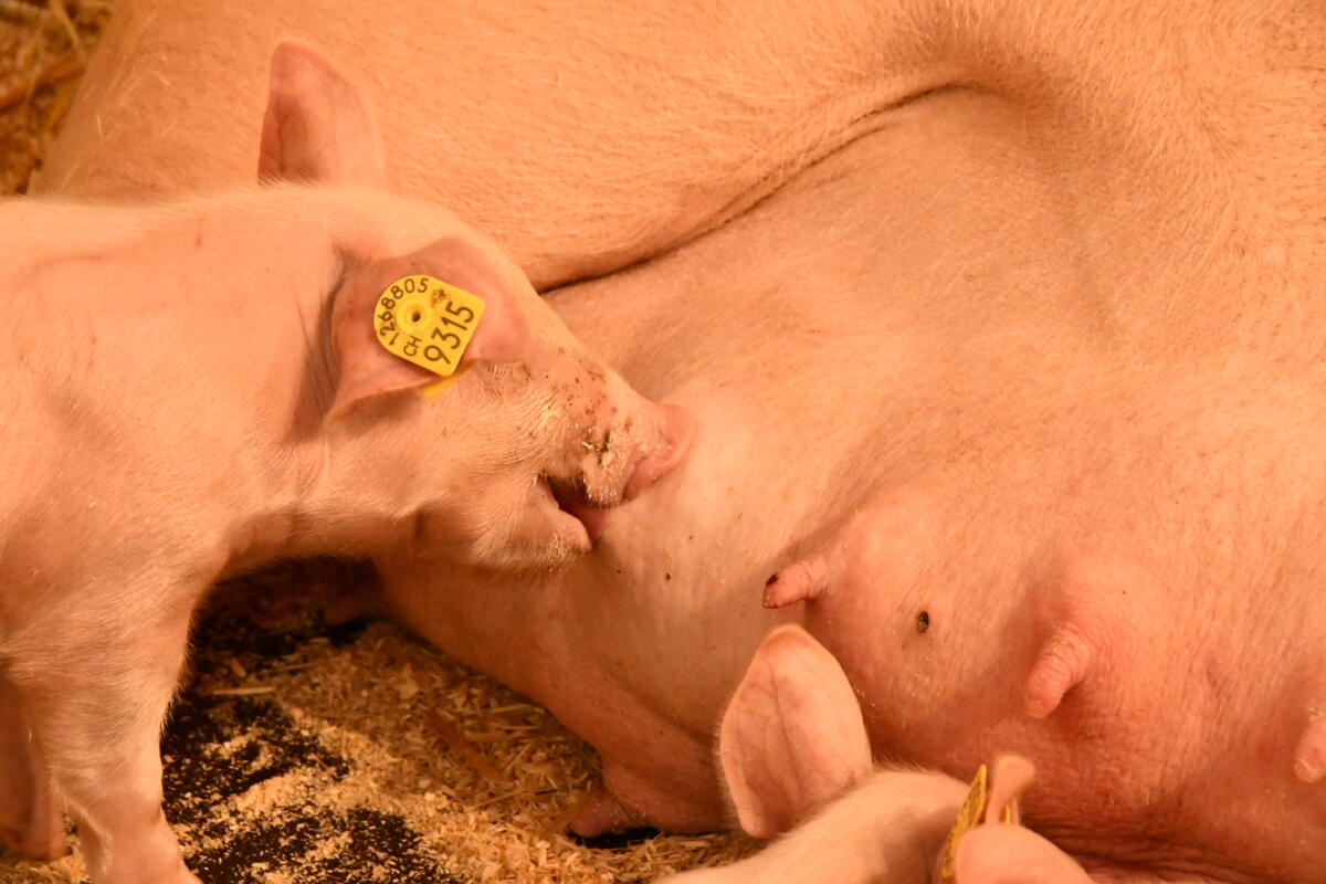 Junge Säuli saugen an den Zitzen der Muttersau