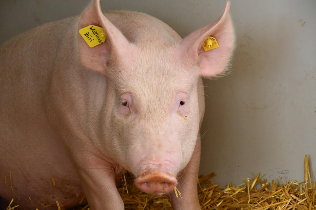 Das Rennsäuli "Wältkrass Züri" wartet auf seinen Einsatz