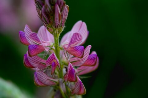 sainfoin_07_08_25_d