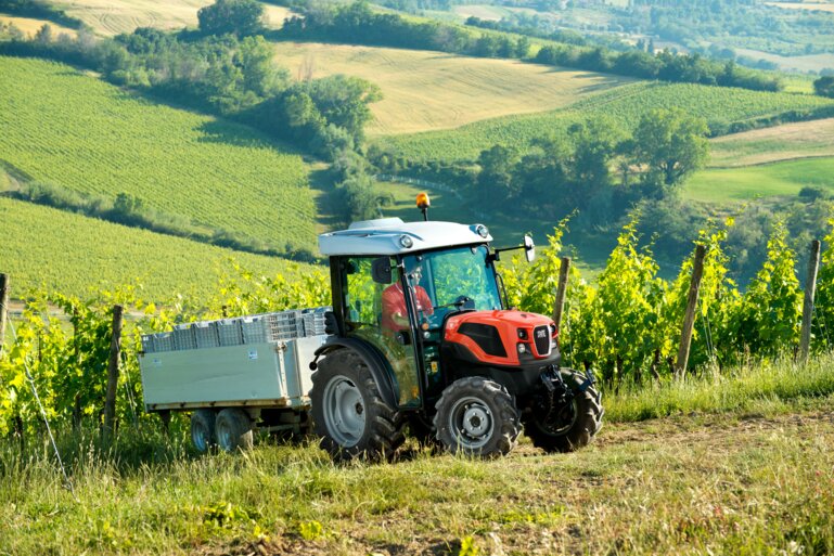 same Fruteto Stage V