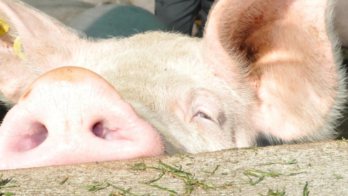 Schweinehaltung in Deutschland soll tierfreundlicher werden