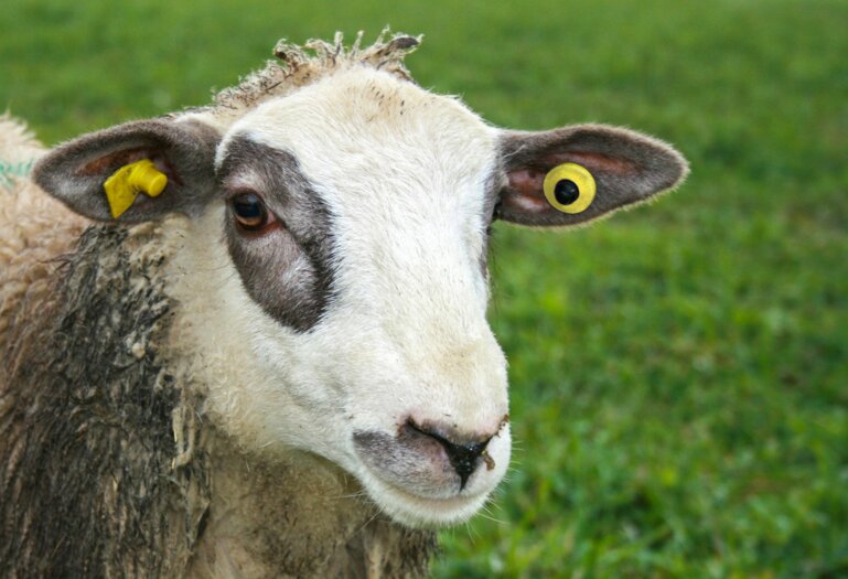 Schaf_Ohrmarke
