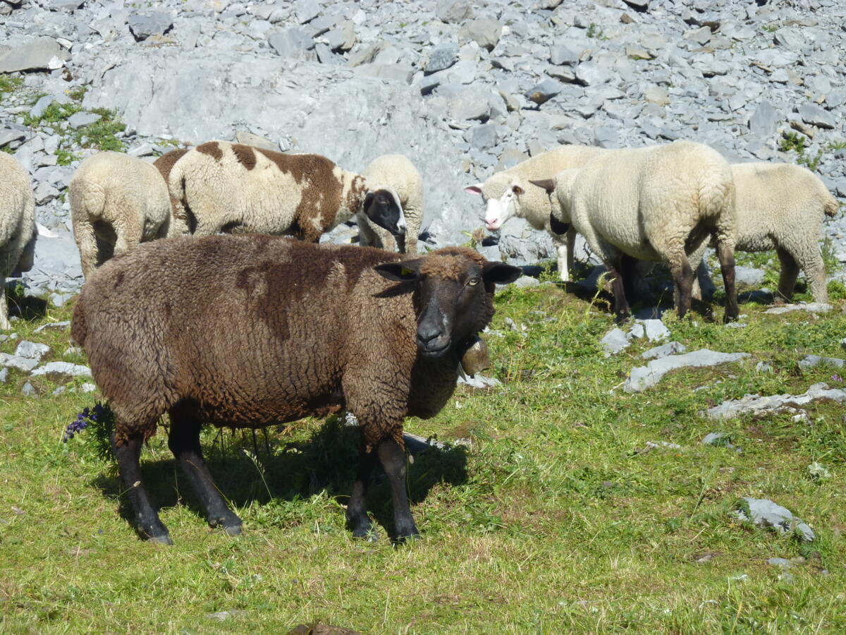 Durant l'estivage, les moutons sont souvent en contact avec des animaux provenant d'autres exploitations.