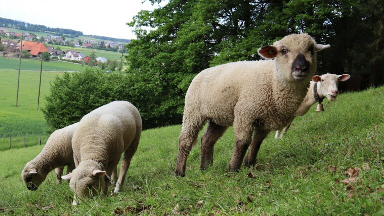 Schafe auf Weide