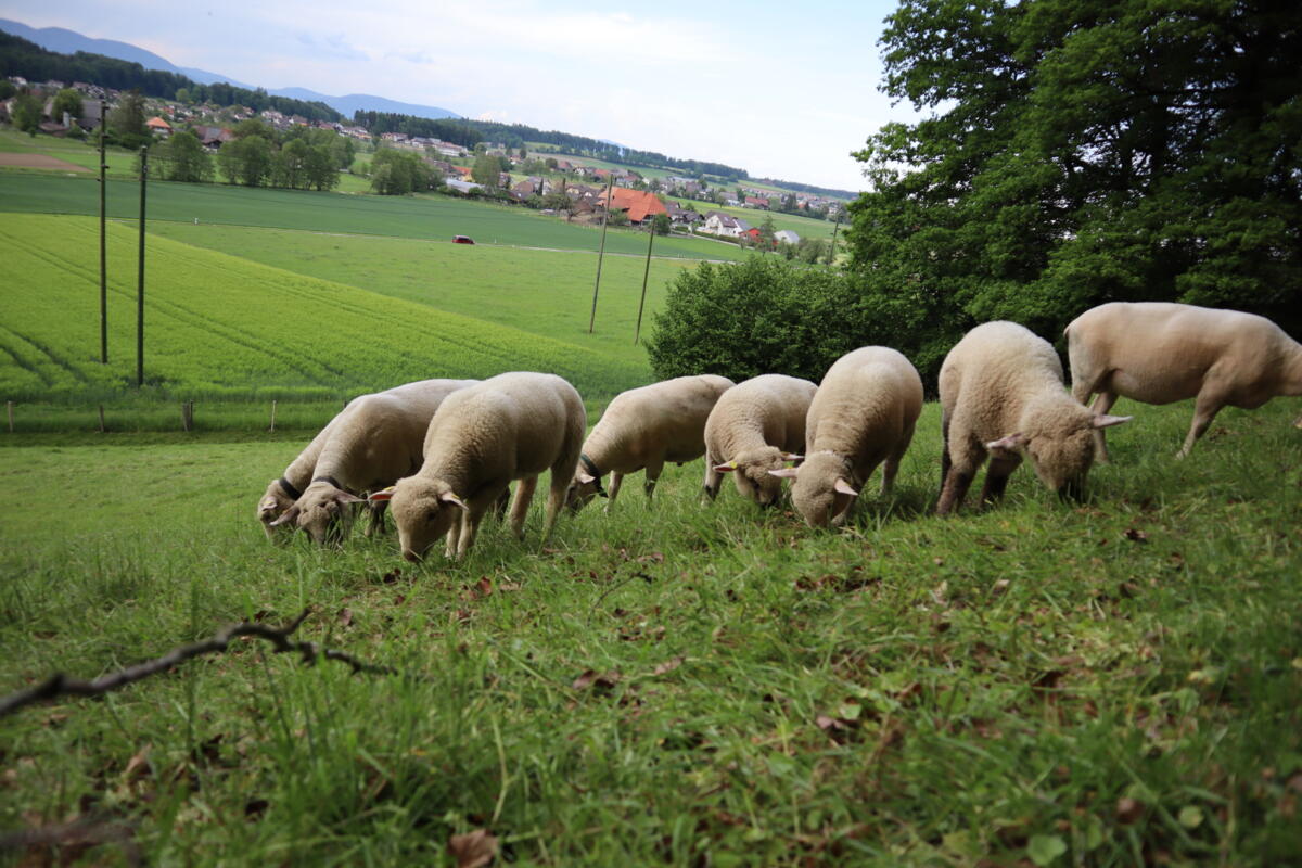 Hilfe vom Tierarzt: «Mineralstoffmangel bei Schafen und Ziegen?»