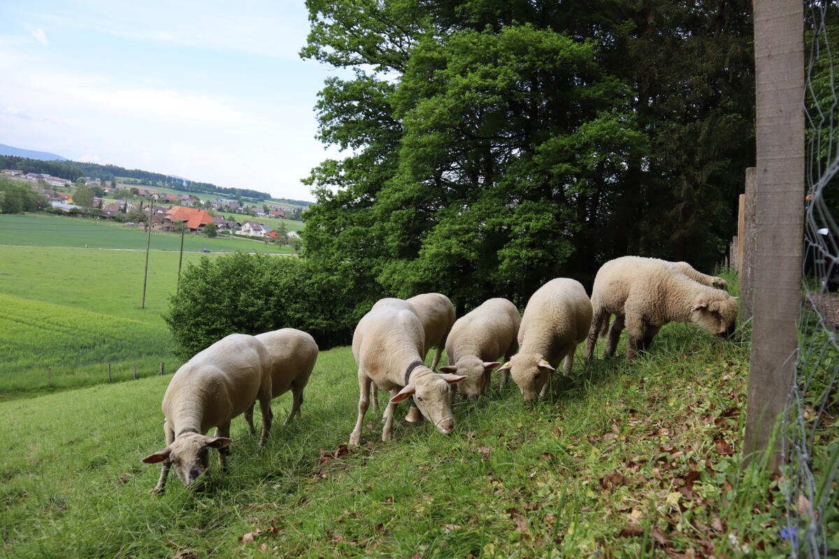 Impfstoff gegen Blauzungenkrankheit kann angewandt werden