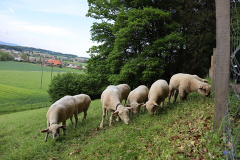 Schafe auf Weide_smü_05.20 (9)