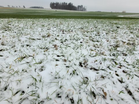 schnee_grasland_kek